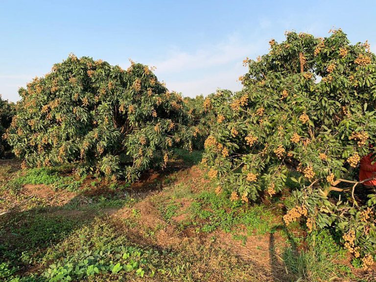 ក្រសួងកសិកម្មកំពុងស្វែងរកទីផ្សារមៀនប៉ៃលិននៅប្រទេសចិន ខណៈអ្នកដាំត្អូញត្អែរពីតម្លៃ