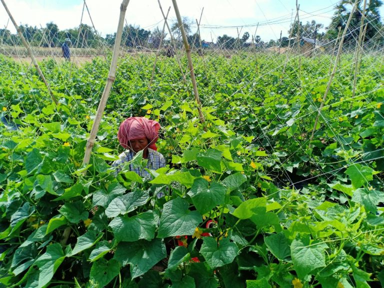 កសិករ​អាច​នឹង​បោះបង់​ការ​ដាំ​ត្រសក់​ប្រសិន​បើ​តម្លៃ​នៅតែ​បន្ត​ធ្លាក់ចុះ