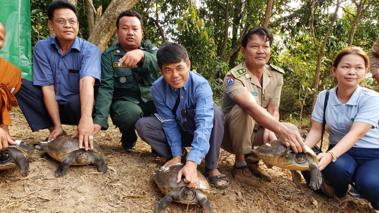 អណ្តើក​ហ្លួងចំនួន​១០ក្បាល​ត្រូវបានព្រលែងចូលក្នុងព្រែកស្រែអំបិល