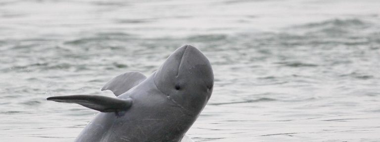 Crucial Mekong Dolphin Pod on Brink of ‘Tragic” Extinction