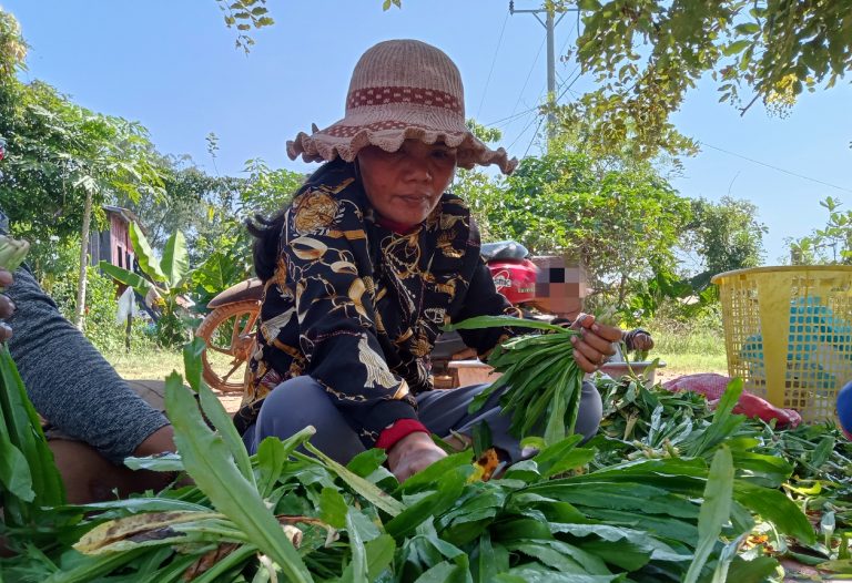 បទយកការណ៍៖ កសិករស្រុក​ថ្មគោល​មួយចំនួន​បន្ថែម​មុខរបរ ខណៈមួយចំនួន​ទៀត​បង្ខំ​ចិត្ត​បន្ត​ធ្វើ​ស្រែ​បន្ទាប់ពី​ស្រូវ​ចុះ​ថោក￼