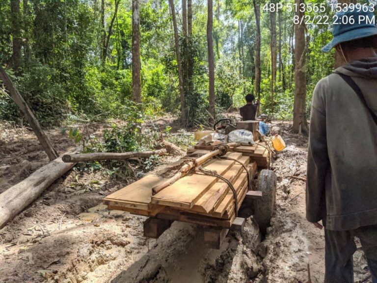 <strong>បទយកការណ៍៖ ជនជាតិដើមកួយនៅតែប្រទះឃើញសកម្មភាពលួចដឹកឈើចេញពីព្រៃការពារព្រះរការ</strong>