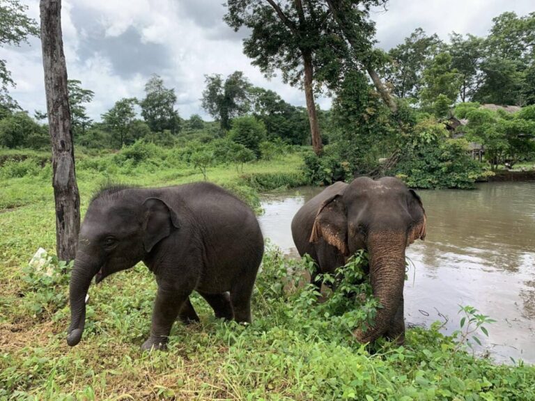 បទយកការណ៍៖​ អ្នក​អភិរក្សដំរីនៅខេត្តរតនគិរី​ចង់​ឱ្យ​មានការ​ចូលរួម​ការពារ និង​អភិរក្ស​​បន្ថែម​