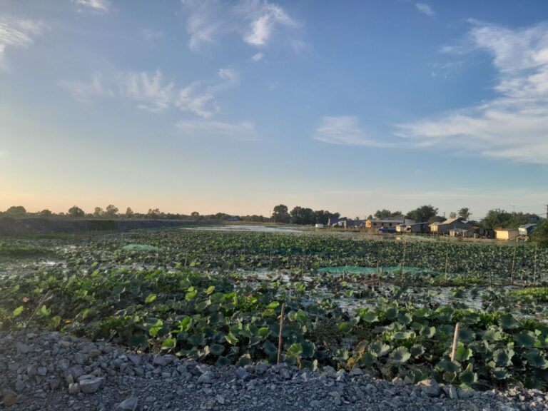 បទយកការណ៍៖ ពលរដ្ឋនៅបឹងតាមោកថា អាជ្ញាធរចាក់ដីធ្វើផ្លូវកាត់បឹង និង​បង្ហូរទឹកស្អុយចូលក្នុងតំបន់ពួកគាត់​រស់នៅ