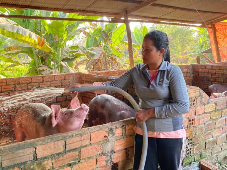 បទយកការណ៍៖ កសិដ្ឋាន​ចិញ្ចឹម​ជ្រូក​​មួយចំនួន​​​ក្នុង​ខេត្ត​សៀមរាប​ប្រឈម​​នឹង​ការ​ដួល​រលំ​ដោយសារ​តម្លៃ​ជ្រូក​ធ្លាក់​ចុះ​ខ្លាំង​  