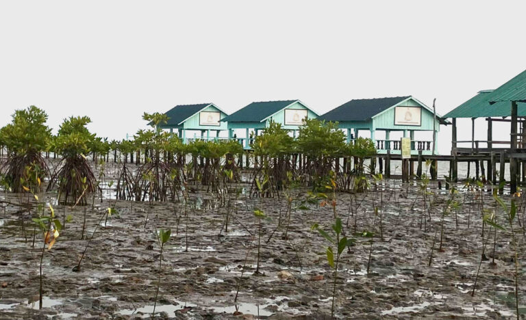 Trees of Life: The Mangrove Forests of Trapeang Sangke 